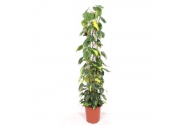 Philodendron scandens brasil zuilvorm op rek