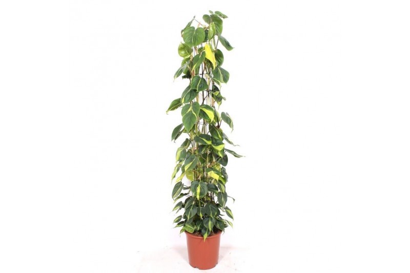 Philodendron scandens brasil zuilvorm op rek 