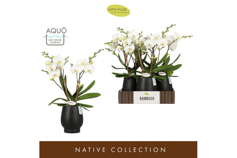 Phalaenopsis wit Bambuso - Inyo - 2 tak - Abruzzo Black Aquo 