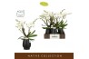 Phalaenopsis wit Bambuso - Inyo - 2 tak - Abruzzo Black Aquo