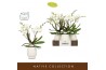 Phalaenopsis wit Bambuso - Inyo - 2 tak - Abruzzo White Aquo