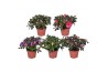 Rhododendron simsii hellmut vogel mix Azalea Vogel gemengd 10.5cm 17 c