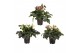 Helleborus hgc ice n roses corvina HGC Helleborus Ice N Roses mix laag 