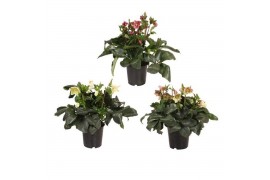Helleborus hgc ice n roses corvina HGC Helleborus Ice N Roses mix laag