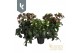 Helleborus hgc ice n roses corvina HGC Helleborus Ice N Roses mix laag 