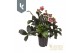 Helleborus hgc ice n roses corvina HGC Helleborus Ice N Roses mix laag 