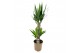 Yucca 45-20 - Toef 