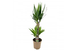 Yucca 45-20 - Toef