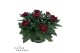 Chrysanthemum ind. cosmo bordeaux Deco Chrysant bordeaux schaal 