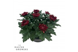 Chrysanthemum ind. cosmo bordeaux Deco Chrysant bordeaux schaal