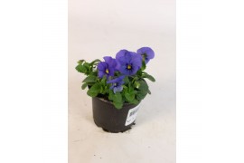 Viola cornuta evo mini f1 violet beacon Viola Cornuta Hemels Blauw