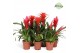 Bromelia mix Red Family mix 