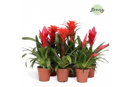 Bromelia mix Red Family mix