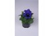 Viola wittrockiana delta f1 blue with blotch 