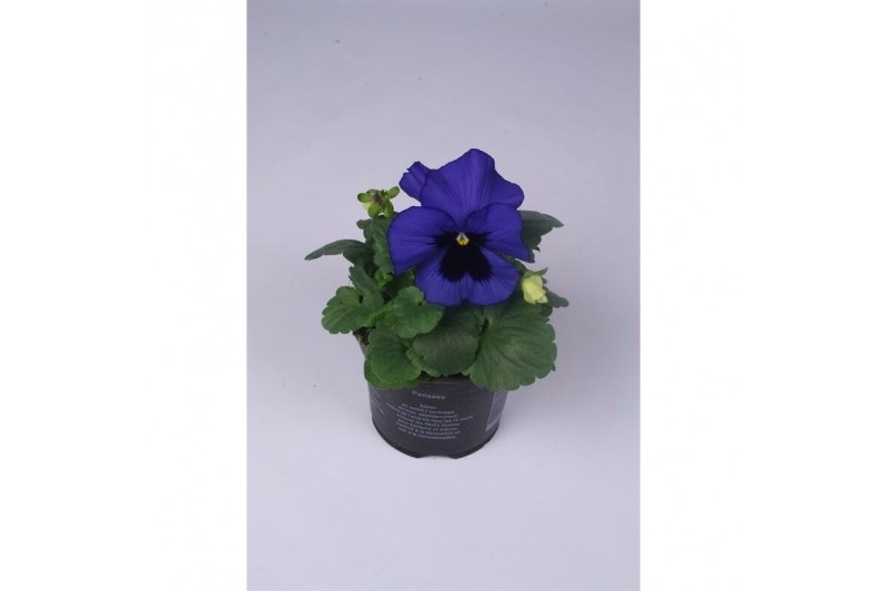 Viola wittrockiana delta f1 blue with blotch 