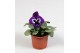 Viola wittrockiana evo f1 violet face alpha 