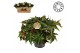 Begonia blad rex magic colours lion dance must have 