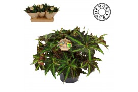 Begonia blad rex magic colours lion dance must have