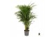 Dypsis lutescens 