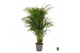 Dypsis lutescens