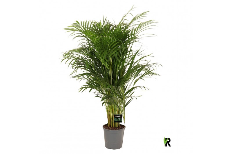 Dypsis lutescens 