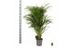 Dypsis lutescens 