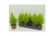 Cupressus macr. goldcrest wilma piramide 