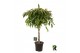 Ficus binnendijkii amstel king Ficus binnendijkii Amstel King op stam  