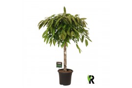 Ficus binnendijkii amstel king Ficus binnendijkii Amstel King op stam 