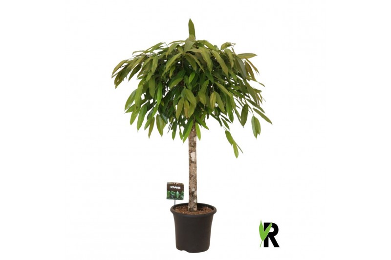 Ficus binnendijkii amstel king Ficus binnendijkii Amstel King op stam Ficus binnendijkii amstel king Ficus binnendijkii Amstel King op stam