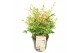 Nandina domestica twilight 