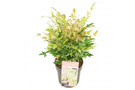 Nandina domestica twilight