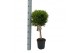 Myrtus communis bol op stam 