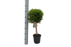 Myrtus communis bol op stam