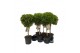 Myrtus communis bol op stam 
