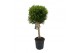 Myrtus communis bol op stam 