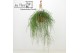 Rhipsalis floccosa Rhipsalis Floccosa ‘Florine’ 