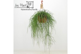 Rhipsalis floccosa Rhipsalis Floccosa ‘Florine’