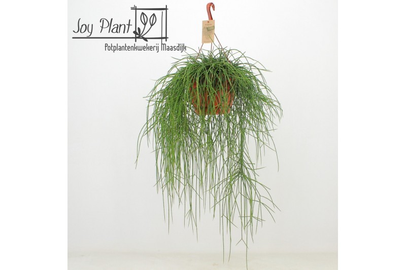 Rhipsalis floccosa Rhipsalis Floccosa ‘Florine’ 