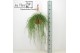 Rhipsalis floccosa Rhipsalis Floccosa ‘Florine’ 