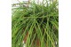 Rhipsalis floccosa Rhipsalis Floccosa ‘Florine’ 