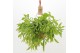 Rhipsalis Rhipsalis Crispata ‘Cristel’ 