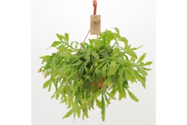 Rhipsalis Rhipsalis Crispata ‘Cristel’