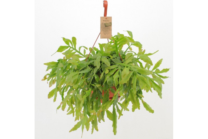 Rhipsalis Rhipsalis Crispata ‘Cristel’ 