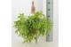 Rhipsalis Rhipsalis Crispata ‘Cristel’ 