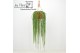 Rhipsalis paradoxa Rhipsalis Paradoxa Minor ‘Donna’ 40 - 44  cm 