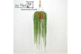Rhipsalis paradoxa Rhipsalis Paradoxa Minor ‘Donna’ 40 - 44  cm