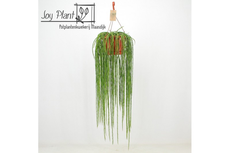 Rhipsalis paradoxa Rhipsalis Paradoxa Minor ‘Donna’ 40 - 44  cm 