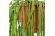 Rhipsalis paradoxa Rhipsalis Paradoxa Minor ‘Donna’ 40 - 44  cm 
