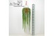 Rhipsalis paradoxa Rhipsalis Paradoxa Minor ‘Donna’ 40 - 44  cm 